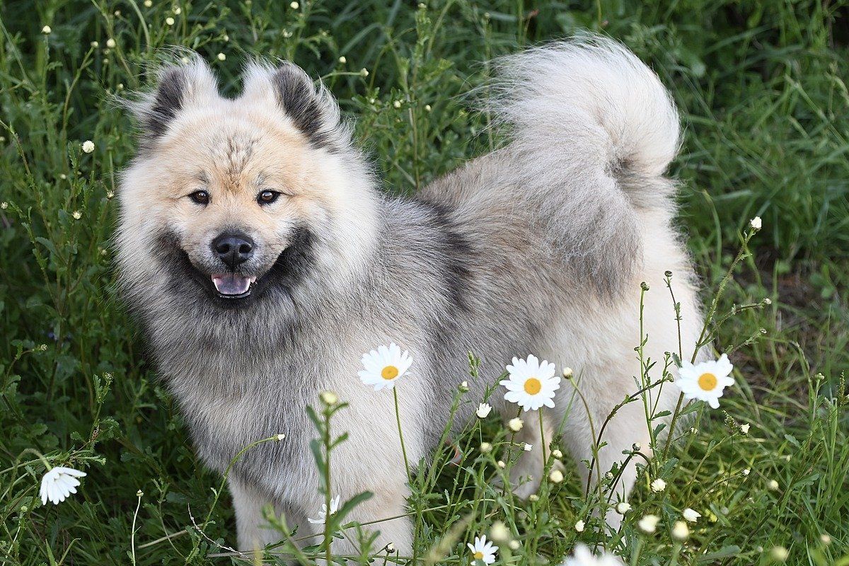 eurasier